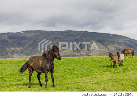 Icelandic horses with the group staggered across the grassy field, rural Iceland Icelandic horses with the group staggered across the grassy field, rural Iceland 142358843