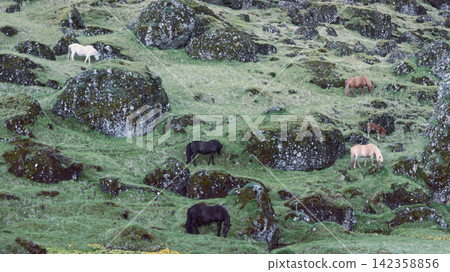 Icelandic horses with a broad group embedded in volcanic terrain, rural Iceland Icelandic horses with a broad group embedded in volcanic terrain, rural Iceland 142358856