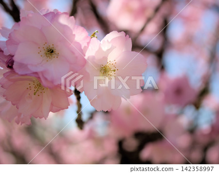 四月的陽光明媚，美麗的粉紅色櫻花「紅豐高」盛開。 142358997