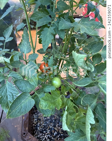 Home-grown cherry tomatoes Home-grown cherry tomatoes 142359071