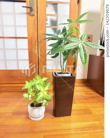 Houseplants in a bright room Houseplants in a bright room 142359079