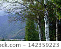 Furano Landscape: Birch Forest 142359223