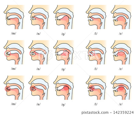 Intraoral cavity during English consonant pronunciation (color) Intraoral cavity during English consonant pronunciation (color) 142359224