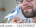 Budgerigar playing with handsome man. Budgie. Funny blue purple parakeet sitting on owner head. Cute violet tamed bird having fun with people. Friendship, relationship with Pets. Cute domestic animals 142359407