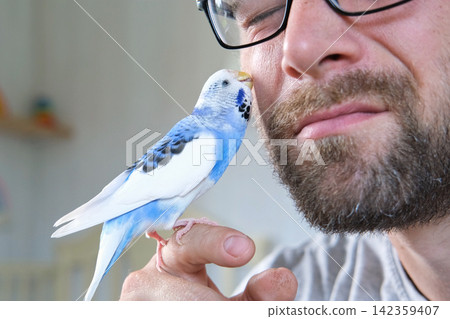 Budgerigar playing with handsome man. Budgie. Funny blue purple parakeet sitting on owner head. Cute violet tamed bird having fun with people. Friendship, relationship with Pets. Cute domestic animals 142359407