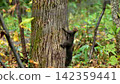 Hokkaido squirrels in the Furano forest 142359441