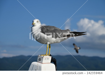 Black-tailed gulls come to the ferry deck in search of food. Black-tailed gulls come to the ferry deck in search of food. 142359464