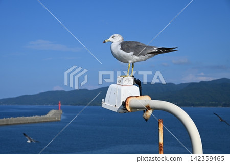 Black-tailed gulls come to the ferry deck in search of food. Black-tailed gulls come to the ferry deck in search of food. 142359465