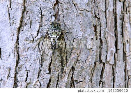 Late summer cityscape of Yokohama, Japan... Cicadas perched low on street trees in the city... = Yokohama city, 28th Late summer cityscape of Yokohama, Japan... Cicadas perched low on street trees in the city... = Yokohama city, 28th 142359620