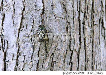 Late summer cityscape of Yokohama, Japan... Cicadas perched low on street trees in the city... = Yokohama city, 28th Late summer cityscape of Yokohama, Japan... Cicadas perched low on street trees in the city... = Yokohama city, 28th 142359622