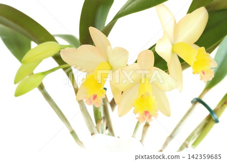 Cattleya, yellow flower, Fairyland, bright background 142359685