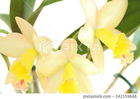 Cattleya, yellow flower, Fairyland, bright background Cattleya, yellow flower, Fairyland, bright background 142359686