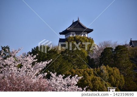 日本愛知縣犬山市:犬山城天守閣、盛開的櫻花和美麗的藍天——這是犬山春季祭典早晨的景象。 日本愛知縣犬山市:犬山城天守閣、盛開的櫻花和美麗的藍天——這是犬山春季祭典早晨的景象。 142359690