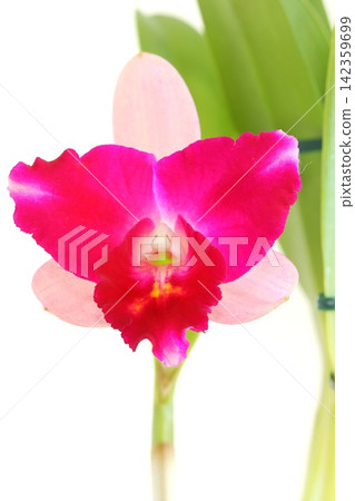 Cattleya orchids, with dark and light pink flowers, against a bright background. Cattleya orchids, with dark and light pink flowers, against a bright background. 142359699