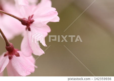 Cherry blossoms and flower petals in full bloom Cherry blossoms and flower petals in full bloom 142359936