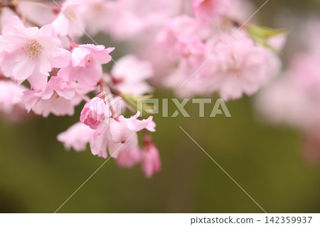 Cherry blossoms and flower petals in full bloom Cherry blossoms and flower petals in full bloom 142359937