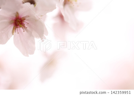 櫻花和盛開的花瓣 櫻花和盛開的花瓣 142359951