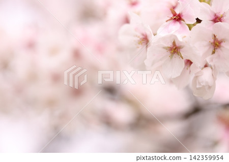 Cherry blossoms and flower petals in full bloom Cherry blossoms and flower petals in full bloom 142359954