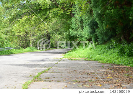 綠色環繞的道路 142360059