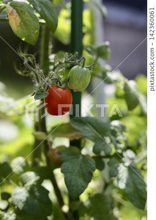 我家花園裡有機種植的小番茄即將結束它們的季節。 142360061