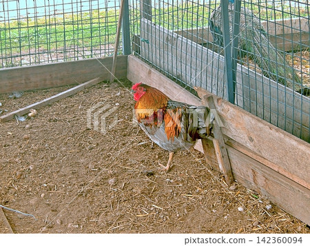 Easter Egger Mixed Breed Rooster. Easter Egger Mixed Breed Rooster. 142360094