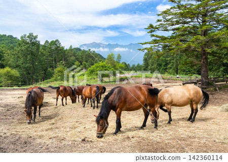 Kiso horses grazing on hay with Mount Ontake in the background (Kaida Plateau, Nagano Prefecture) Kiso horses grazing on hay with Mount Ontake in the background (Kaida Plateau, Nagano Prefecture) 142360114