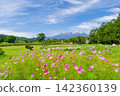 Cosmos flowers and Mount Ontake (Kaida Plateau, Kiso District, Nagano Prefecture) 142360139