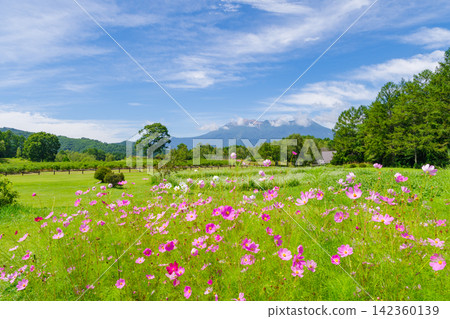 Cosmos flowers and Mount Ontake (Kaida Plateau, Kiso District, Nagano Prefecture) Cosmos flowers and Mount Ontake (Kaida Plateau, Kiso District, Nagano Prefecture) 142360139