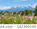 Cosmos flowers and Mount Ontake (Kaida Plateau, Kiso District, Nagano Prefecture) 142360140