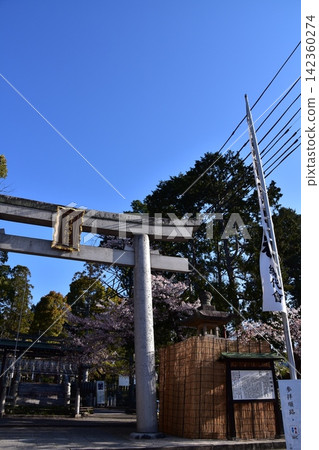 Inuyama City, Aichi Prefecture, Japan: Cherry blossoms in full bloom, a beautiful blue sky, and the torii gate of Haritsuna Shrine - a scene from the morning of the Inuyama Festival. Inuyama City, Aichi Prefecture, Japan: Cherry blossoms in full bloom, a beautiful blue sky, and the torii gate of Haritsuna Shrine - a scene from the morning of the Inuyama Festival. 142360274