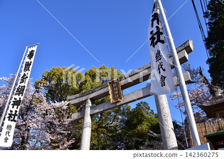 Inuyama City, Aichi Prefecture, Japan: Cherry blossoms in full bloom, a beautiful blue sky, and the torii gate of Haritsuna Shrine - a scene from the morning of the Inuyama Festival. Inuyama City, Aichi Prefecture, Japan: Cherry blossoms in full bloom, a beautiful blue sky, and the torii gate of Haritsuna Shrine - a scene from the morning of the Inuyama Festival. 142360275
