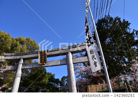 日本愛知縣犬山市:櫻花盛開,藍天白雲,還有哈里綱神社的鳥居──這是犬山祭早晨的景象。 日本愛知縣犬山市:櫻花盛開,藍天白雲,還有哈里綱神社的鳥居──這是犬山祭早晨的景象。 142360281