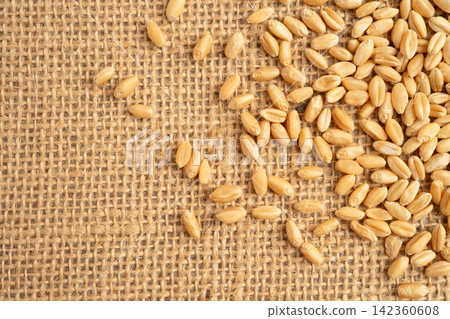 Wheat and grains ears agricultural, organic farm concept. Wheat and grains ears agricultural, organic farm concept. 142360608