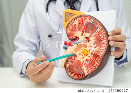 Chronic kidney disease, Asian woman with model for treatment urinary system, urology, Estimated glomerular filtration rate eGFR. Chronic kidney disease, Asian woman with model for treatment urinary system, urology, Estimated glomerular filtration rate eGFR. 142360617