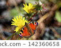 A peacock butterfly sipping nectar from a dandelion. 142360658