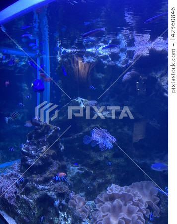 水族館 水族館 水族館 水族館 142360846