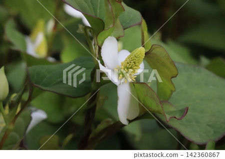 Houttuynia cordata flowers, which bloom in spring gardens, have inflorescences with clusters of small yellow flowers on white, petal-like bracts. Houttuynia cordata flowers, which bloom in spring gardens, have inflorescences with clusters of small yellow flowers on white, petal-like bracts. 142360867