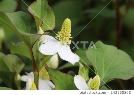 春季花園中盛開的魚腥草(Houttuynia cordata)的花序由簇生的小黃花組成,花序頂端是白色的花瓣狀苞片。 春季花園中盛開的魚腥草(Houttuynia cordata)的花序由簇生的小黃花組成,花序頂端是白色的花瓣狀苞片。 142360868