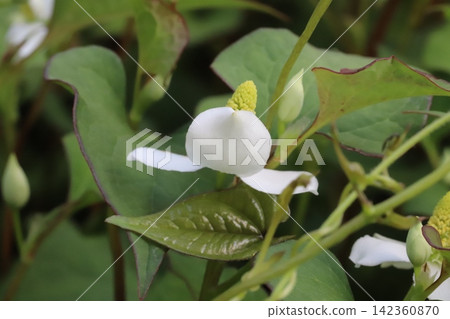 春季花園中盛開的魚腥草(Houttuynia cordata)的花序由簇生的小黃花組成,花序頂端是白色的花瓣狀苞片。 春季花園中盛開的魚腥草(Houttuynia cordata)的花序由簇生的小黃花組成,花序頂端是白色的花瓣狀苞片。 142360870