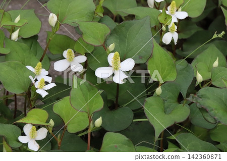 春季花園中盛開的魚腥草(Houttuynia cordata)的花序由簇生的小黃花組成,花序頂端是白色的花瓣狀苞片。 春季花園中盛開的魚腥草(Houttuynia cordata)的花序由簇生的小黃花組成,花序頂端是白色的花瓣狀苞片。 142360871