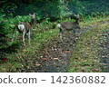 Wild animals of Mt. Tokachi, Hokkaido: Ezo deer (Cervidae) 142360882