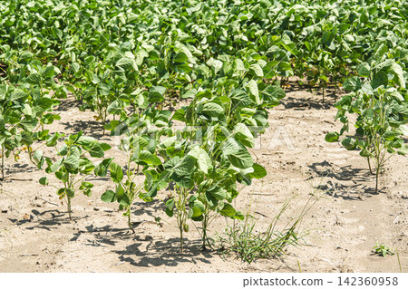 Image of soybean fields growing in dry soil and drought damage. 142360958