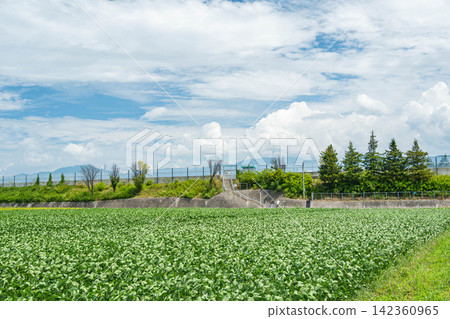 Summer sky, lush green soybean fields, and a highway. Summer sky, lush green soybean fields, and a highway. 142360965