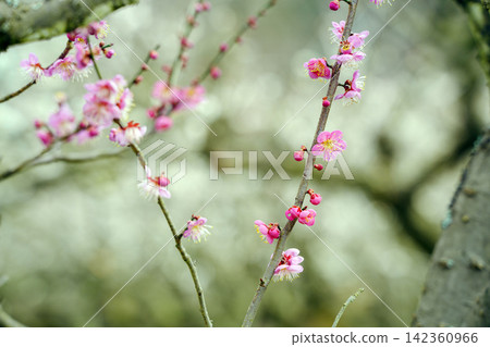 Plum blossoms starting to bloom Plum blossoms starting to bloom 142360966