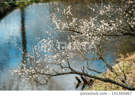 Plum blossoms blooming in the pond Plum blossoms blooming in the pond 142360967