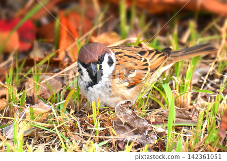 麻雀(Sparrow)-秋天的景象 麻雀(Sparrow)-秋天的景象 142361051