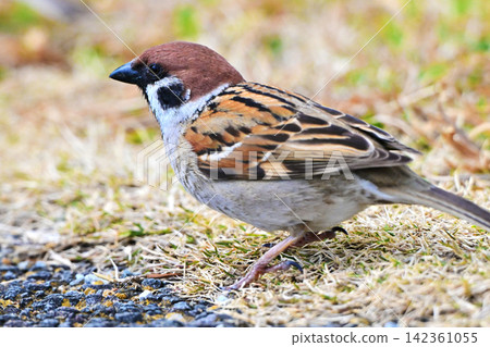麻雀(Sparrow)-秋天的景象 麻雀(Sparrow)-秋天的景象 142361055