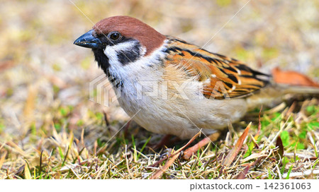 麻雀(Sparrow)-秋天的景象 麻雀(Sparrow)-秋天的景象 142361063