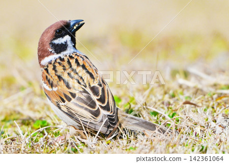 麻雀(Sparrow)-秋天的景象 麻雀(Sparrow)-秋天的景象 142361064