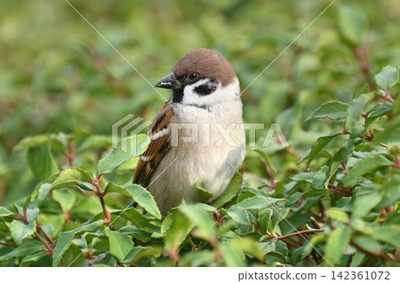 麻雀(Sparrow)-秋天的景象 麻雀(Sparrow)-秋天的景象 142361072